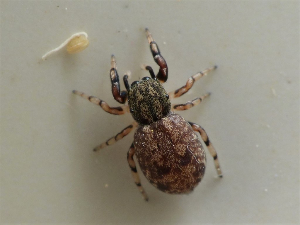 Ballus chalybeius (Ballus chalybeius)