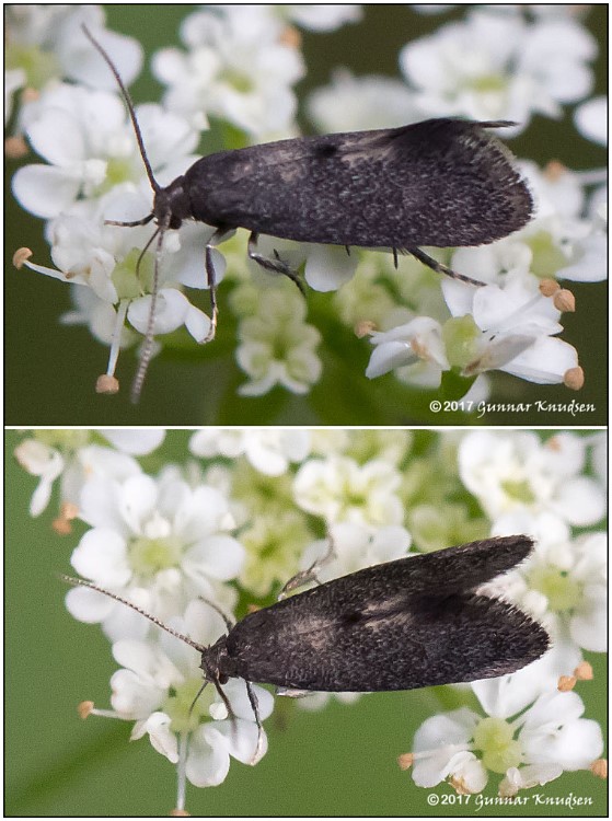 Phaulernis dentella (Phaulernis dentella)