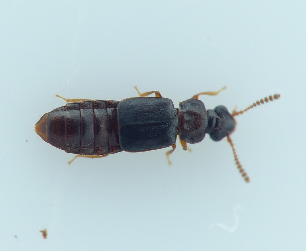Phloeonomus pusillus (Phloeonomus pusillus)