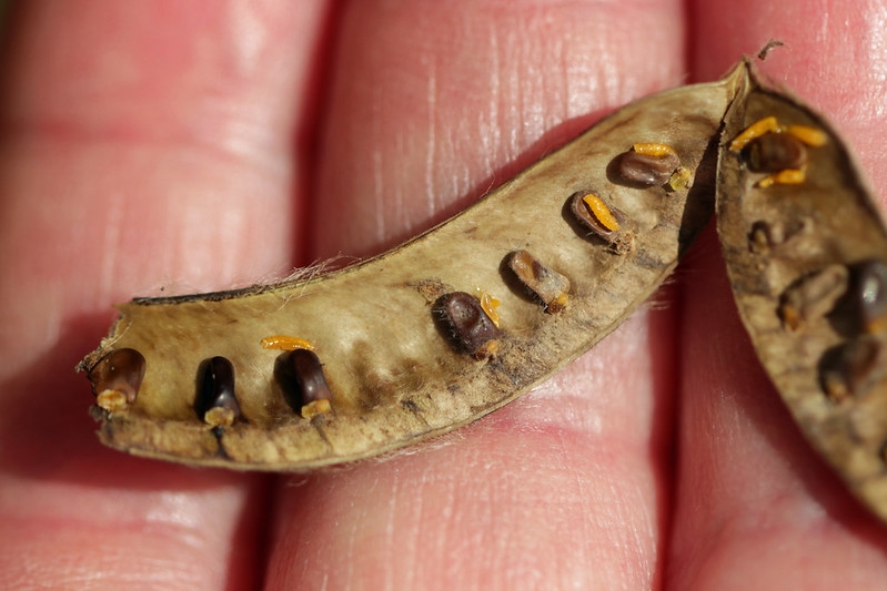 Contarinia pulchripes (Contarinia pulchripes)