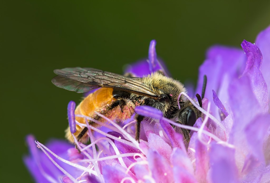 Orange Jordbi (Andrena marginata)