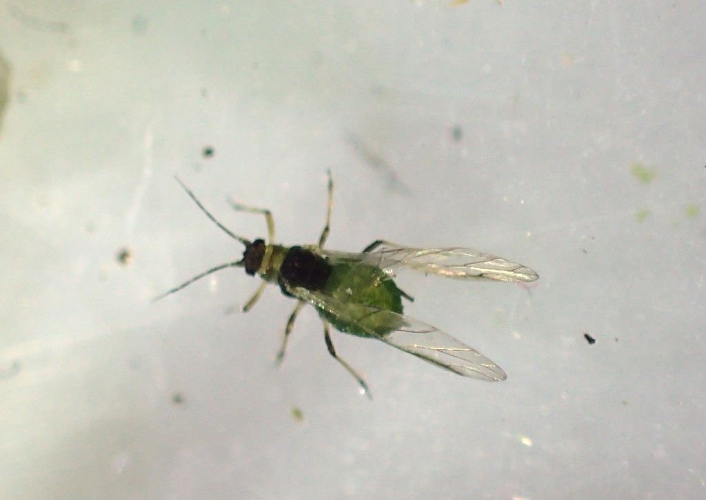 Sort Bælgplantebladlus (Aphis craccivora)