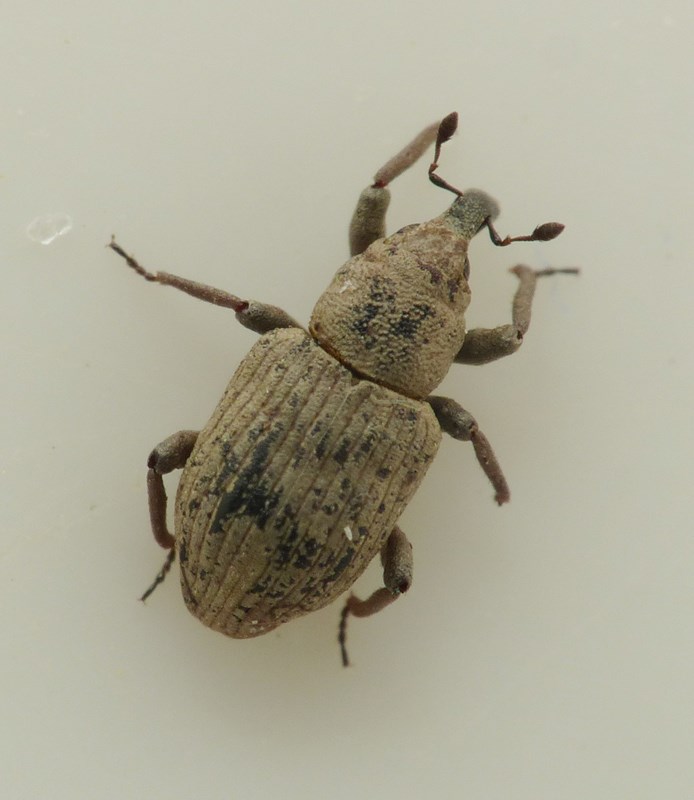 Bagous diglyptus (Bagous diglyptus)