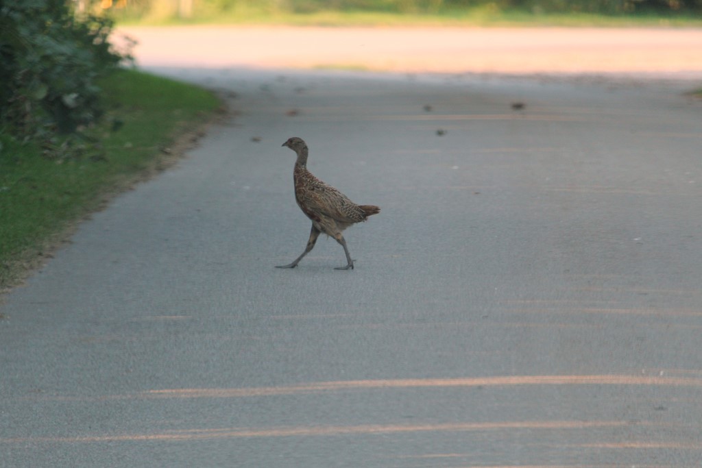 Fasan (Phasianus colchicus)