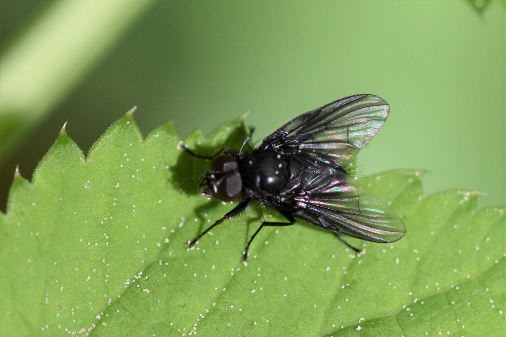 Helina latitarsis (Helina latitarsis)