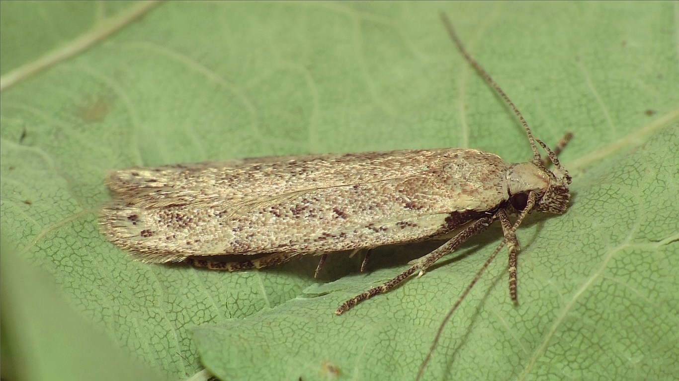 Gelechia hippophaella (Gelechia hippophaella)