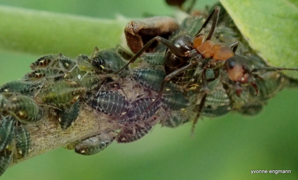 Pterocomma populeum (Pterocomma populeum)