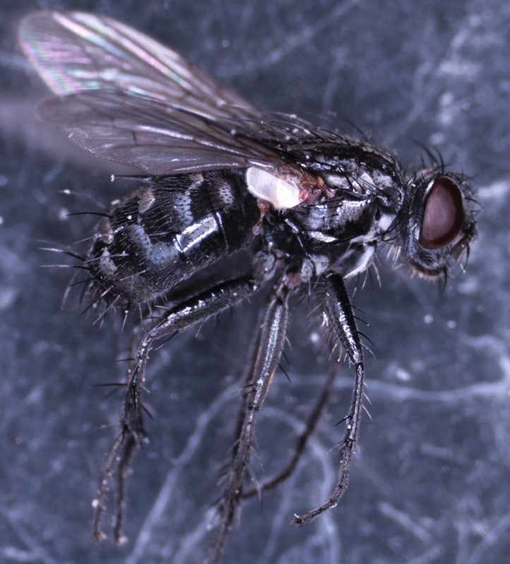 Sarcophaga sinuata (Sarcophaga sinuata)