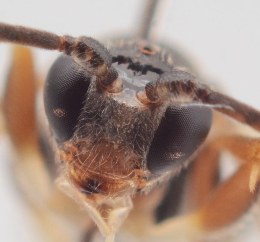 Cratichneumon rufifrons (Cratichneumon rufifrons)