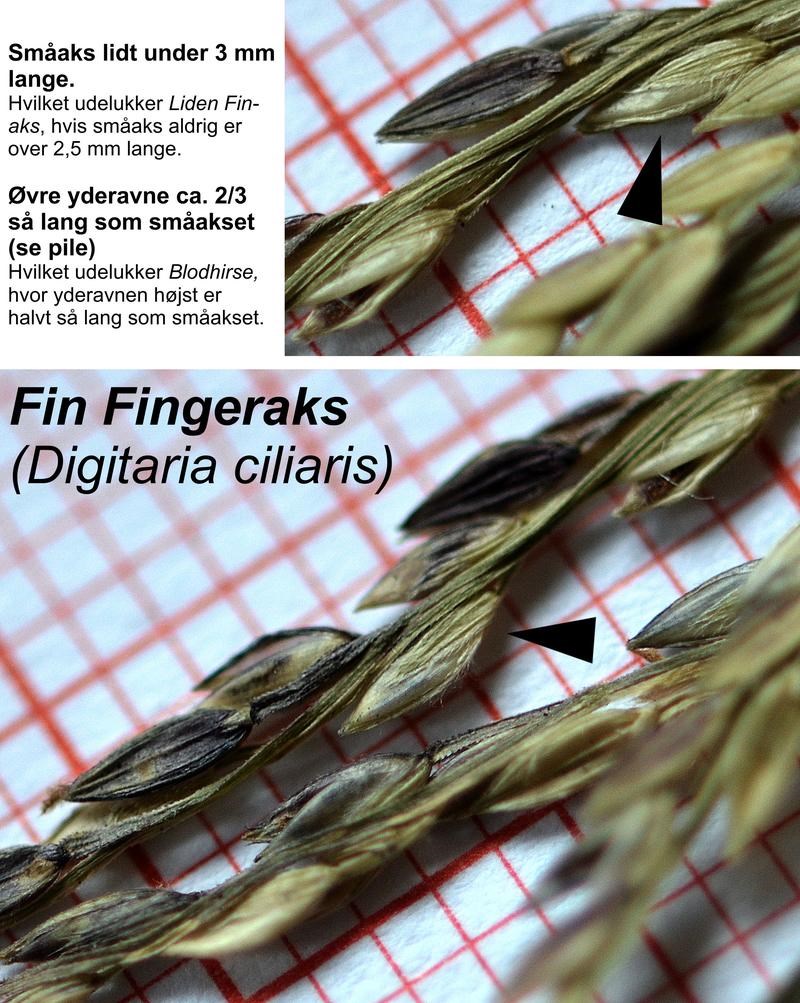 Fin Fingeraks (Digitaria ciliaris)