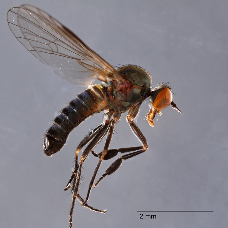 Hilara nigrocincta (Hilara nigrocincta)