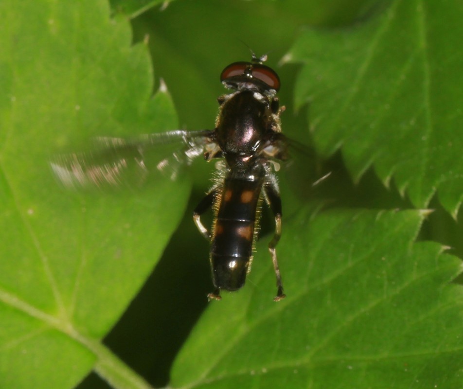 Lang Træsvirreflue (Xylota florum)
