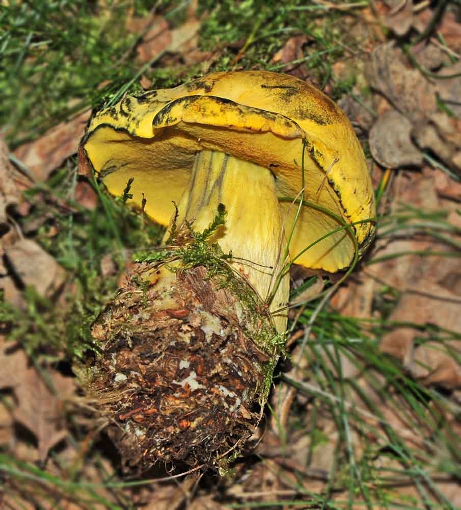 Boletus luridiformis var. discolor (Boletus luridiformis var. discolor)