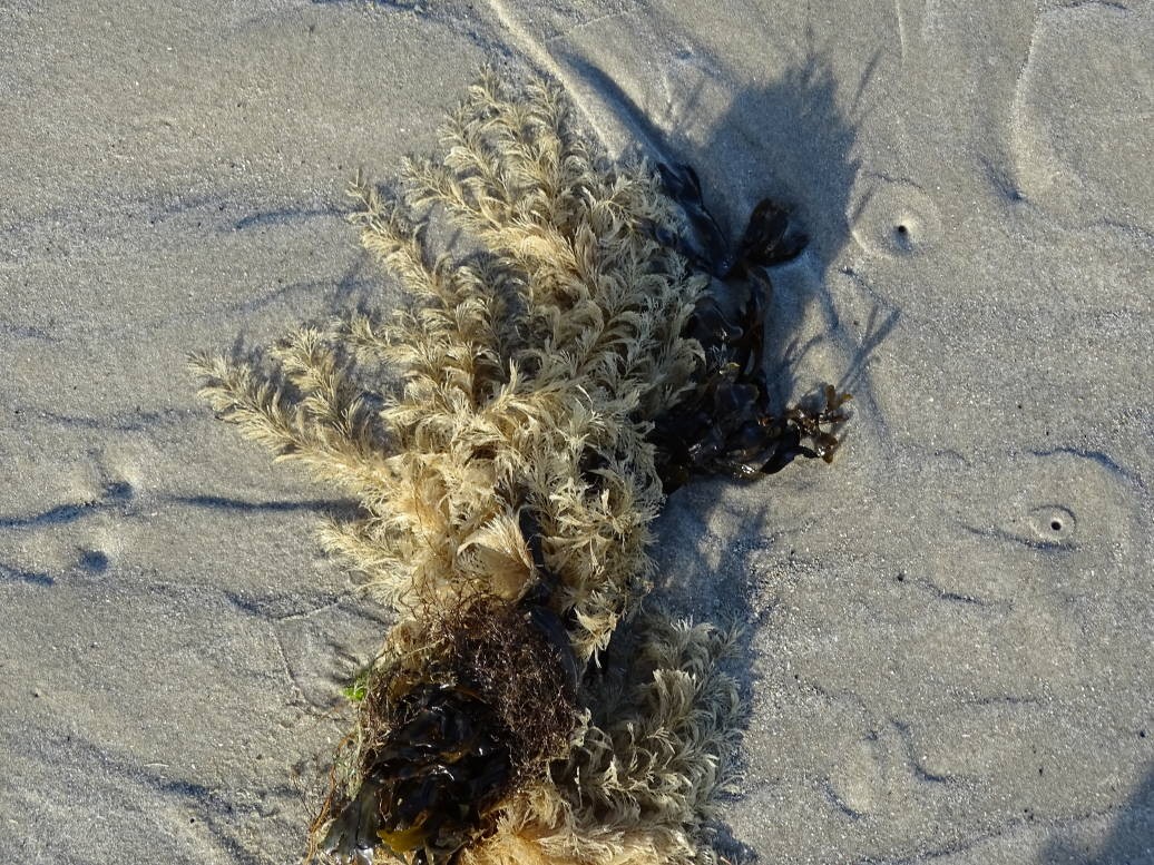 Knippe-Ledtang (Polysiphonia brodiei)