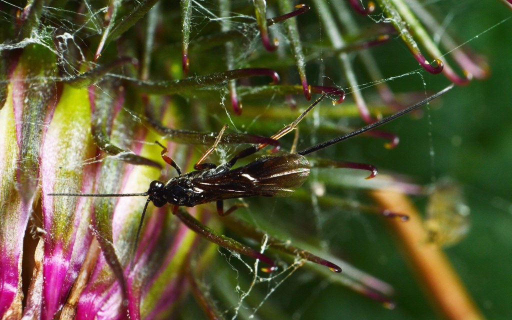 Agathis varipes (Agathis varipes)