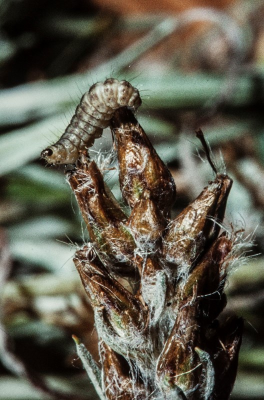 Hellinsia distinctus (Hellinsia distinctus)