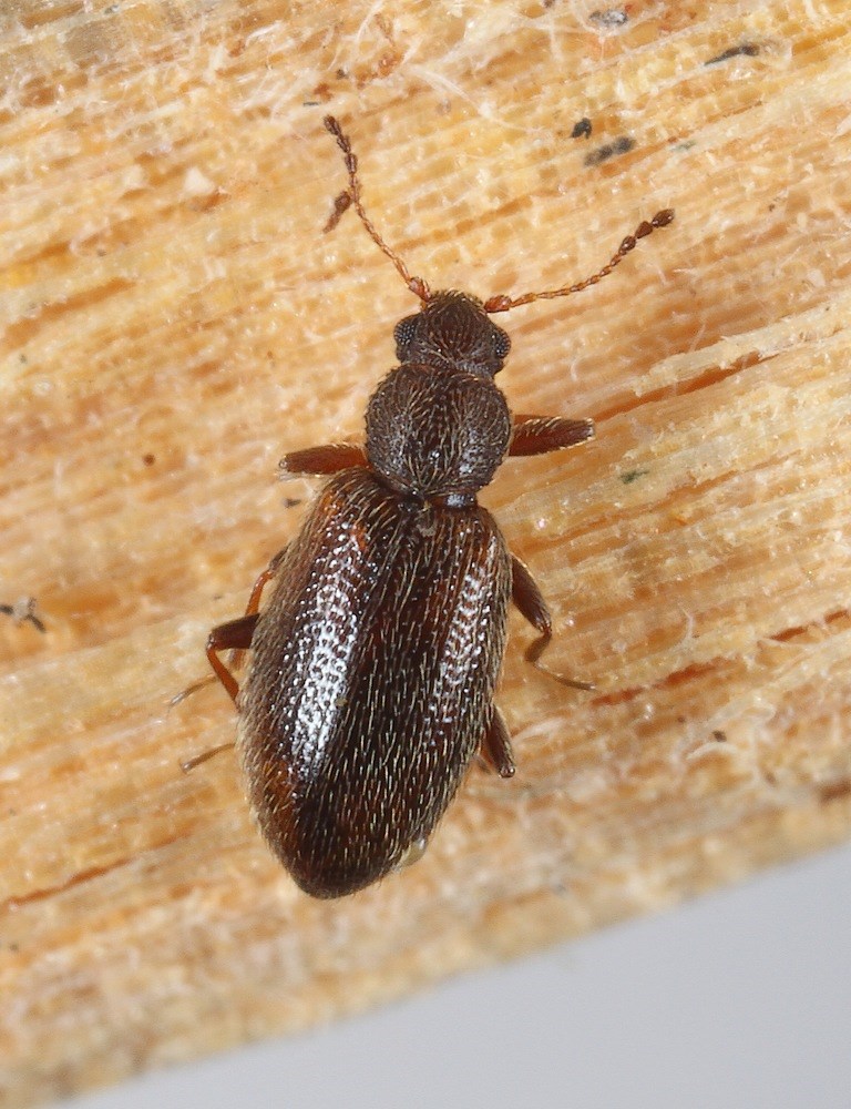 Corticaria pubescens (Corticaria pubescens)