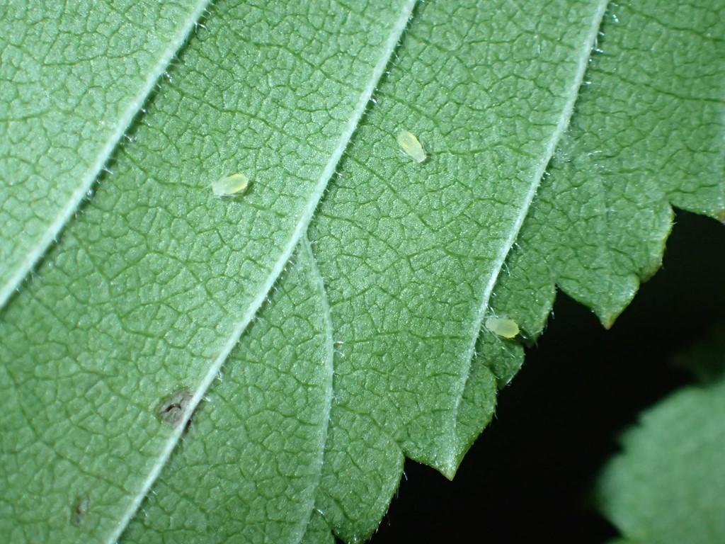 Gul Elmebladlus (Tinocallis nevskyi)