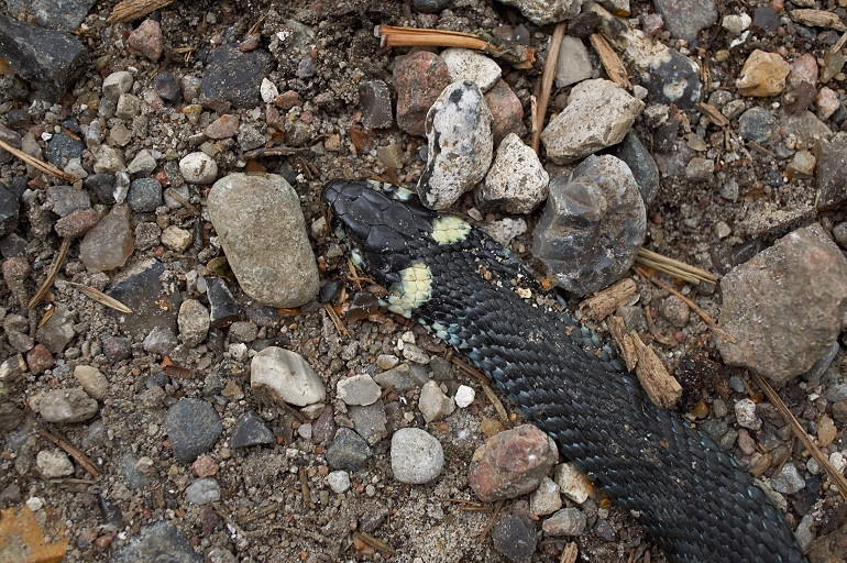 Snog (Natrix natrix)