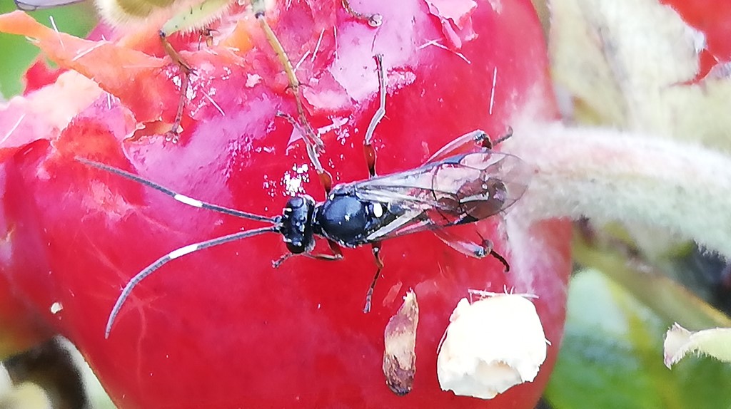 Anisobas sp. (Anisobas sp.)