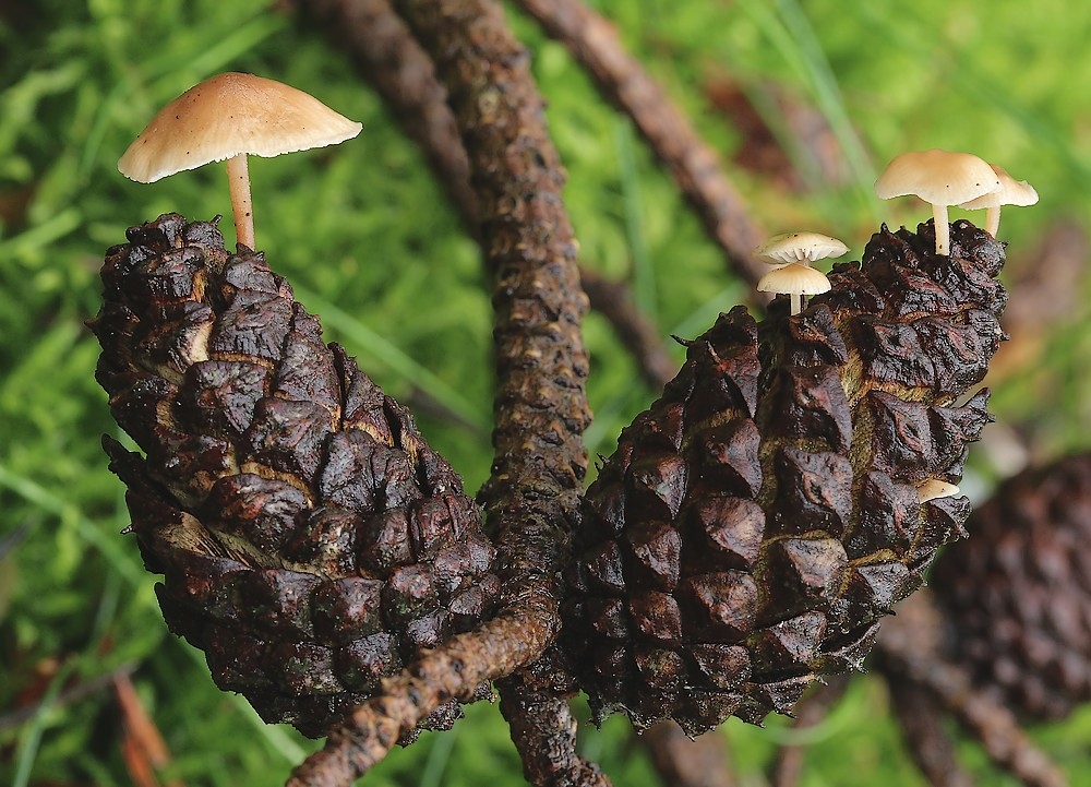 Koglebruskhat (Baeospora myosura)