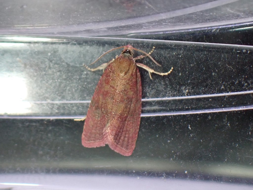 Purpurvikler (Celypha rosaceana)