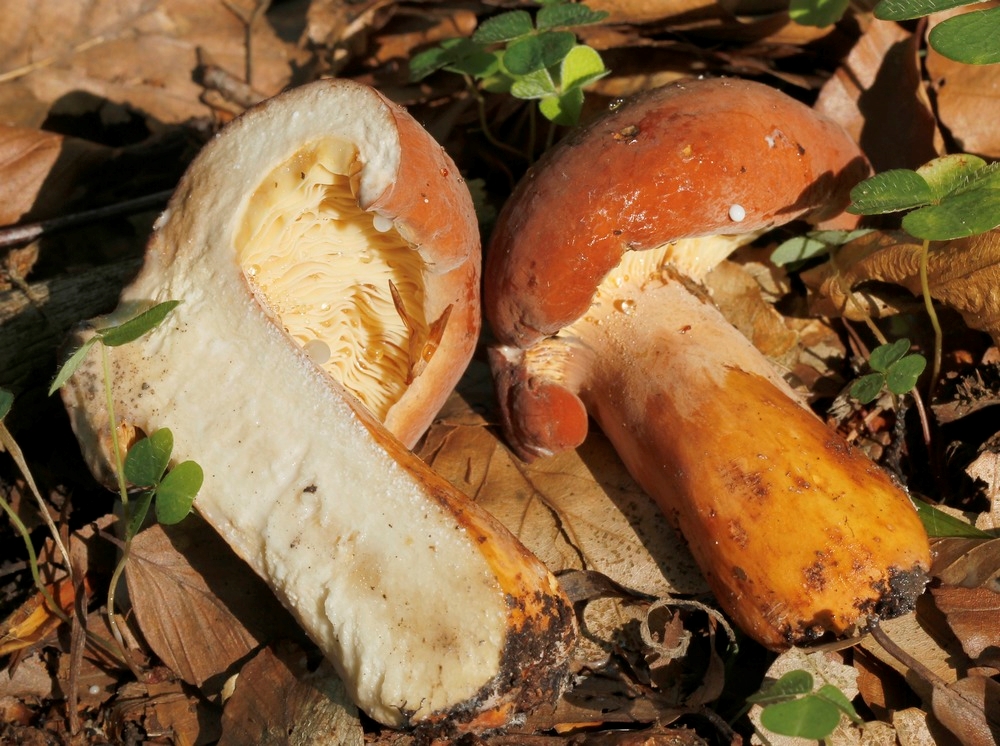 Spiselig Mælkehat (Lactarius volemus)