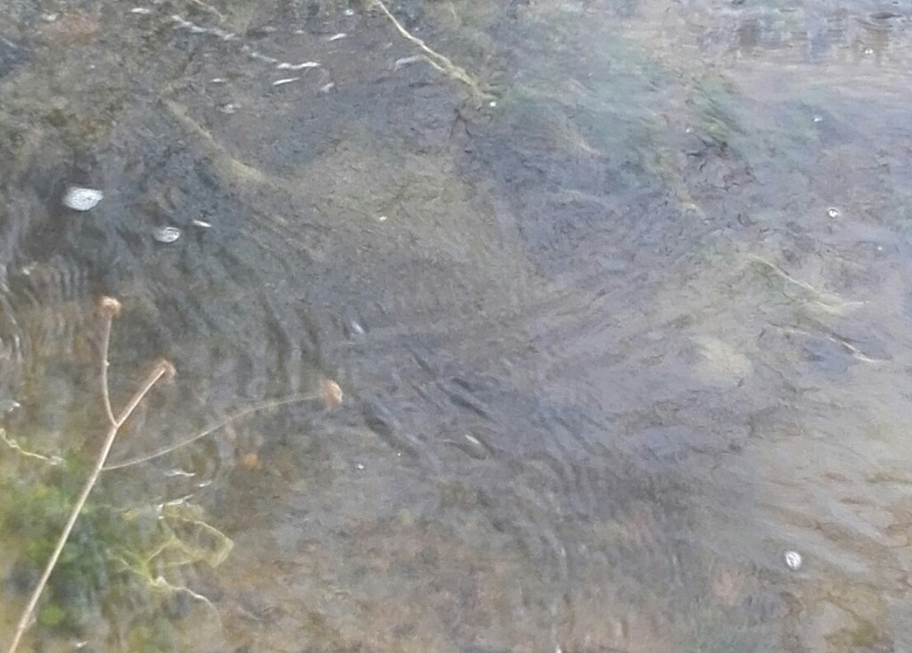 Saprolegnia crustosa (Saprolegnia crustosa)