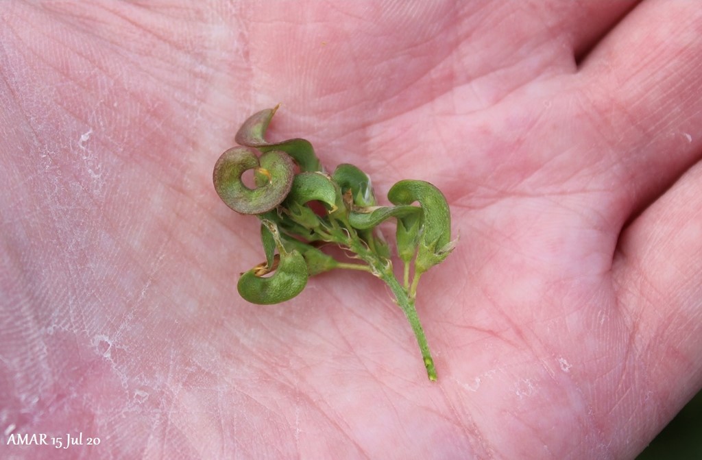 Sand-Lucerne (Medicago sativa ssp. x varia)