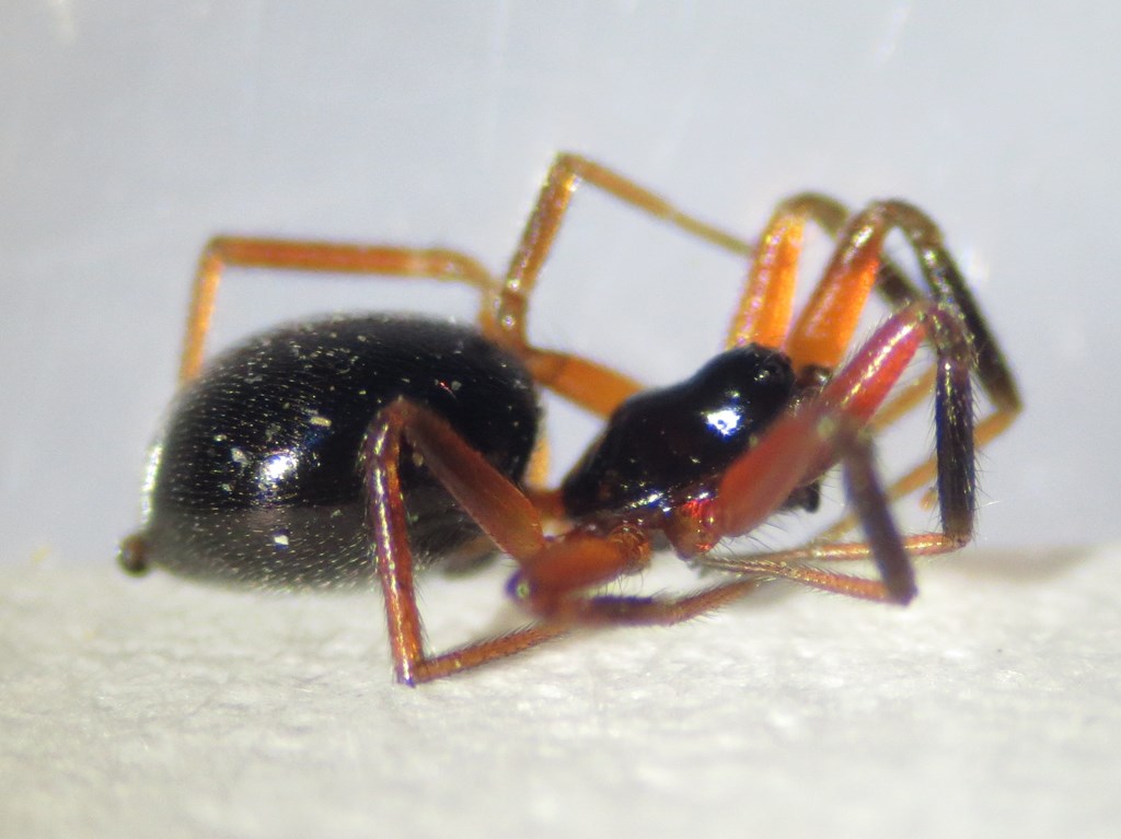 Walckenaeria antica (Walckenaeria antica)