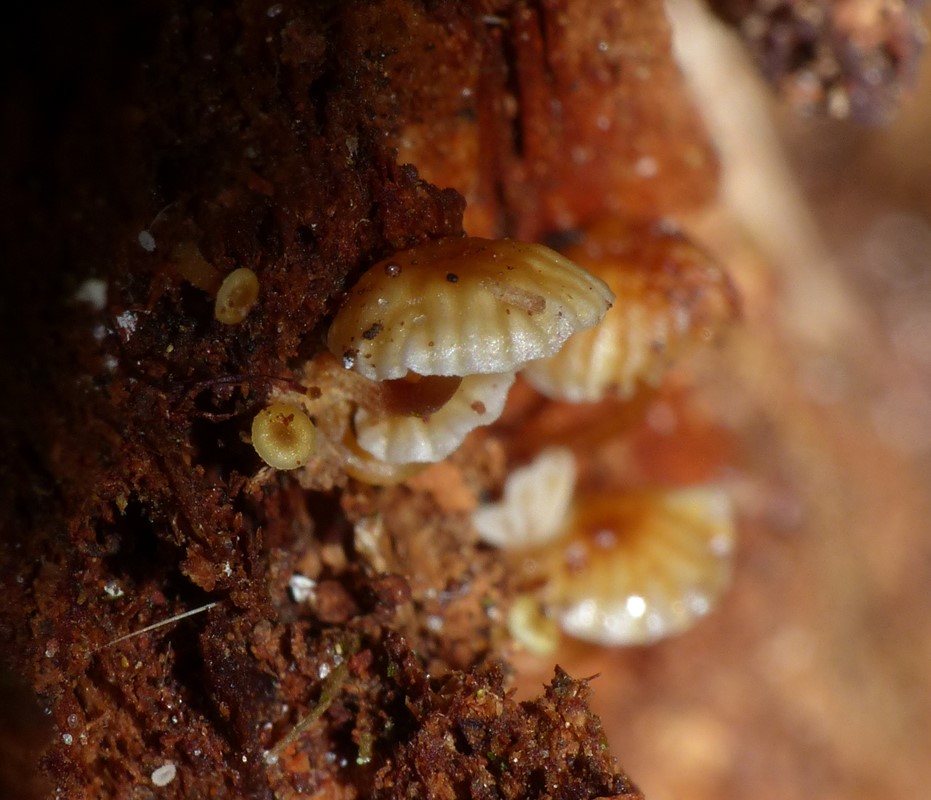 Klokke-Tørhat (Xeromphalina campanella)