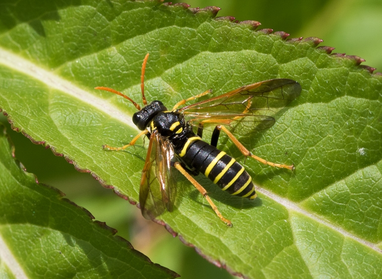Kongelysbladhveps (Tenthredo scrophulariae)