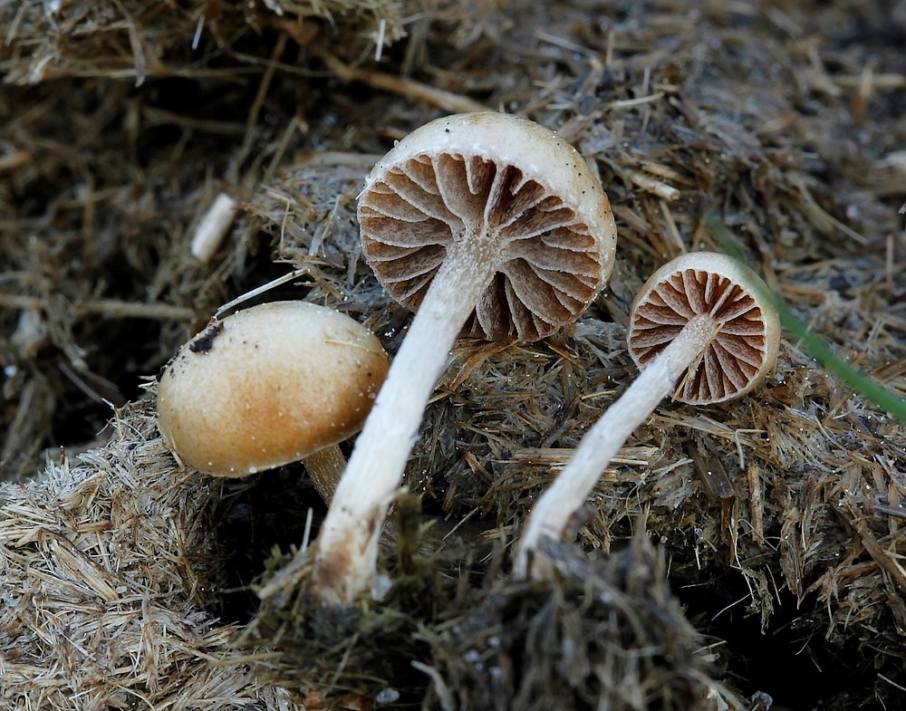 Gødnings Stråhat Deconica Coprophila Naturbasen