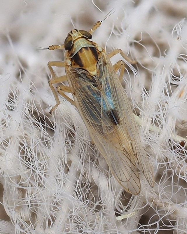 Laodelphax striatella (Laodelphax striatella)