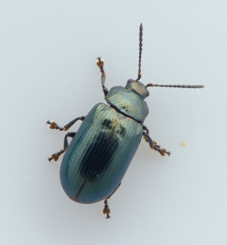 Phratora atrovirens (Phratora atrovirens)