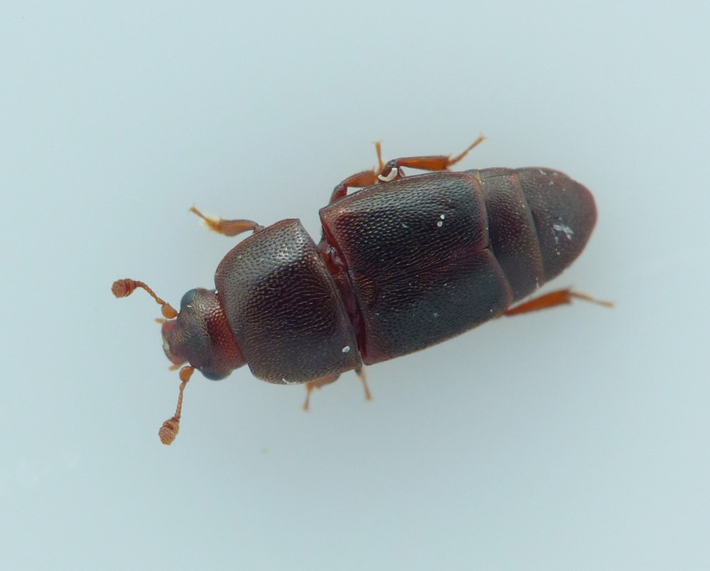 Carpophilus marginellus (Carpophilus marginellus)