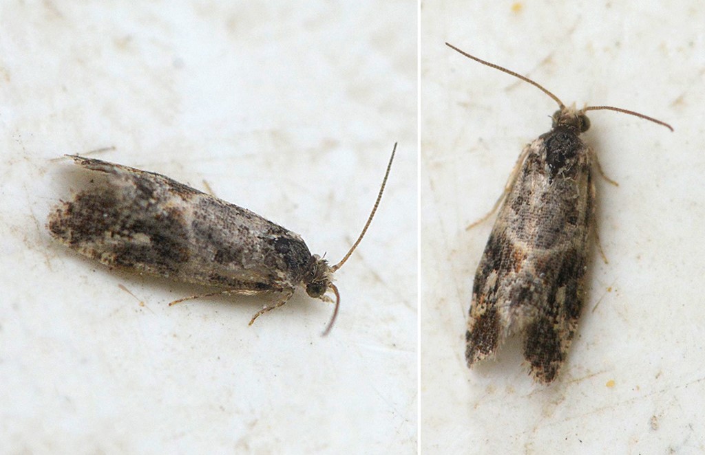 Lobesia virulenta (Lobesia virulenta)