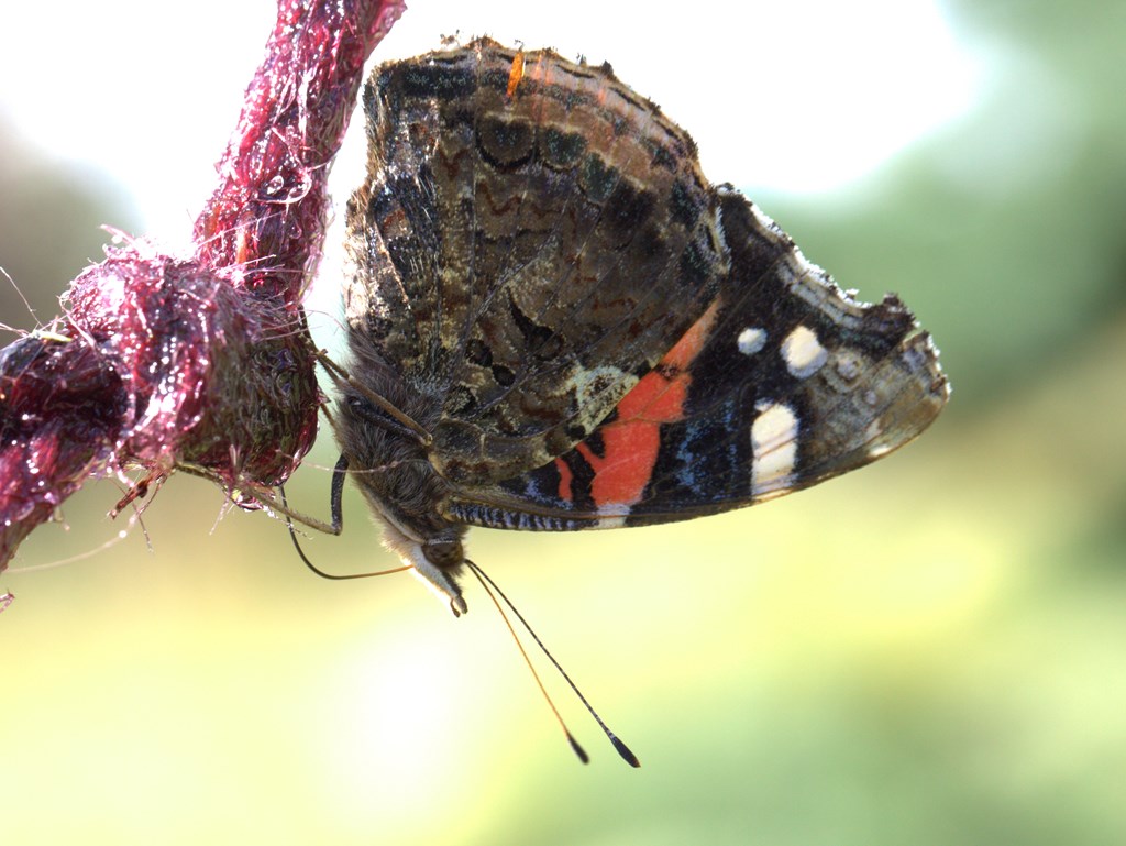 Admiral (Vanessa atalanta)