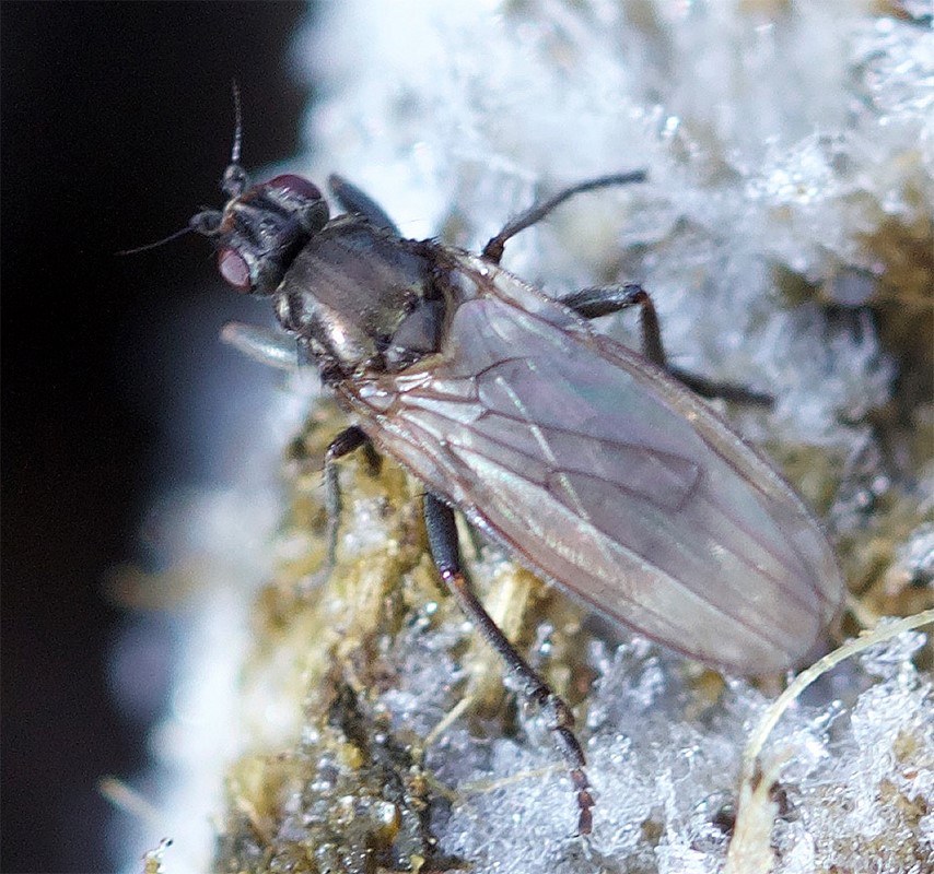 Copromyza sp. (Copromyza sp.)
