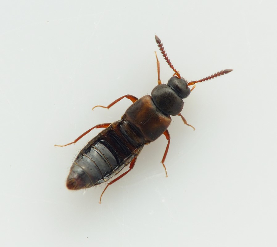 Pella lugens (Pella lugens)