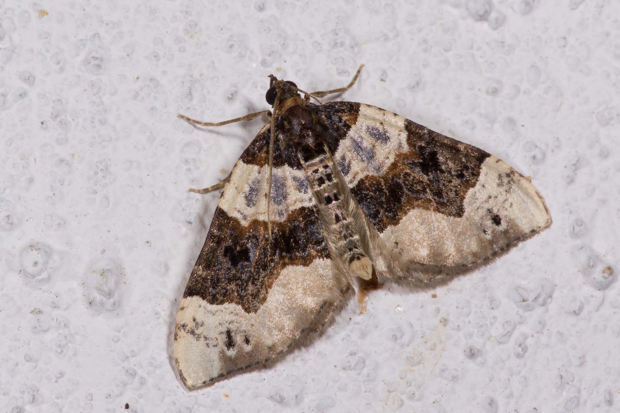 Snerre-Bladmåler (Cosmorhoe ocellata)