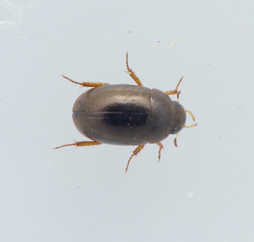 Paracymus aeneus (Paracymus aeneus)