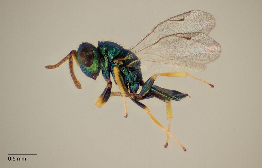 Pteromalus papaveris (Pteromalus papaveris)