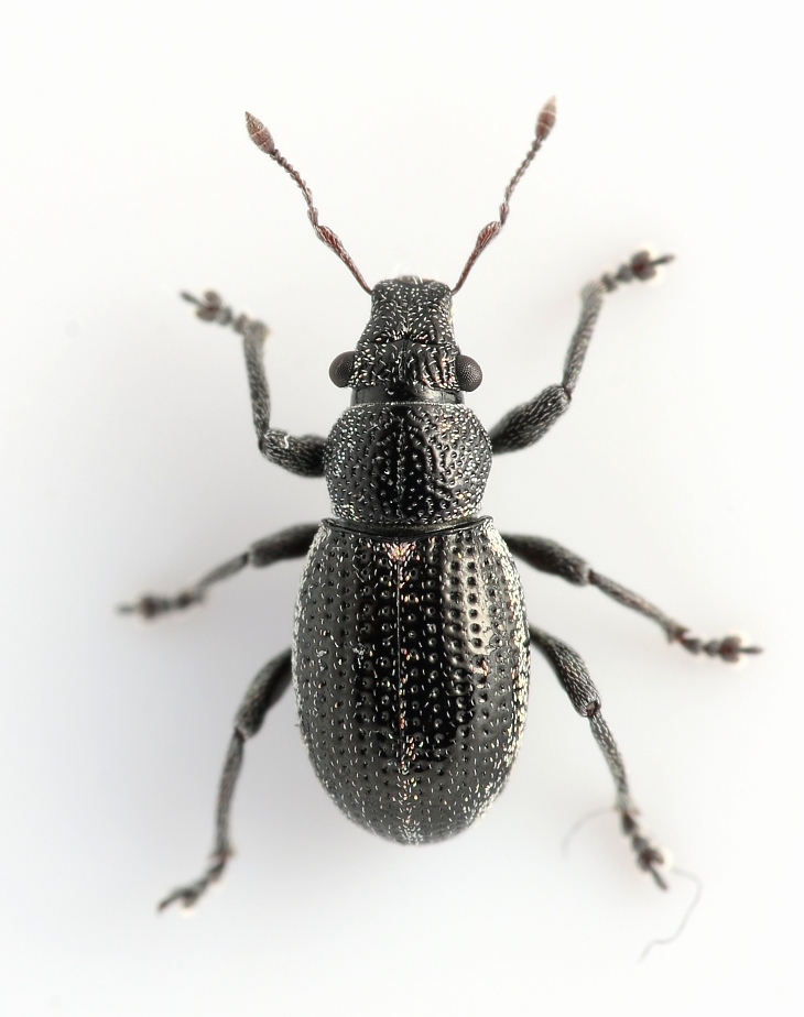 Strophosoma sus (Strophosoma sus)