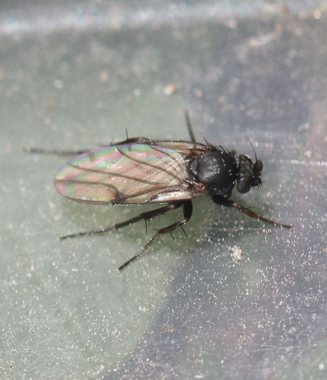 Spiniphora maculata (Spiniphora maculata)