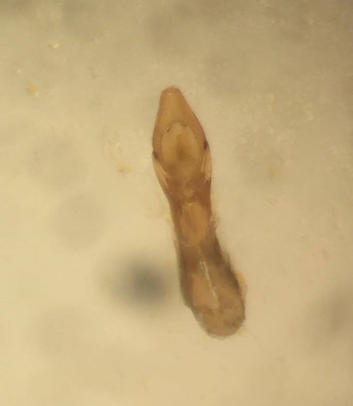 Philonthus micantoides (Philonthus micantoides)