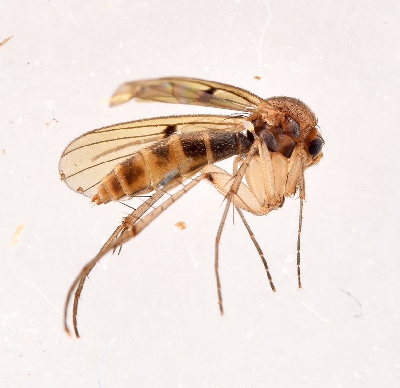 Mycetophila unipunctata (Mycetophila unipunctata)