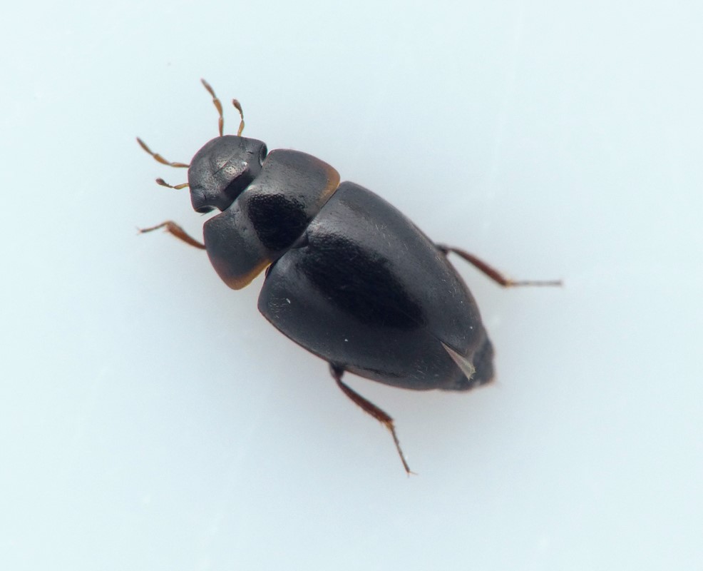 Stor Sumpvandkær (Limnebius truncatellus)