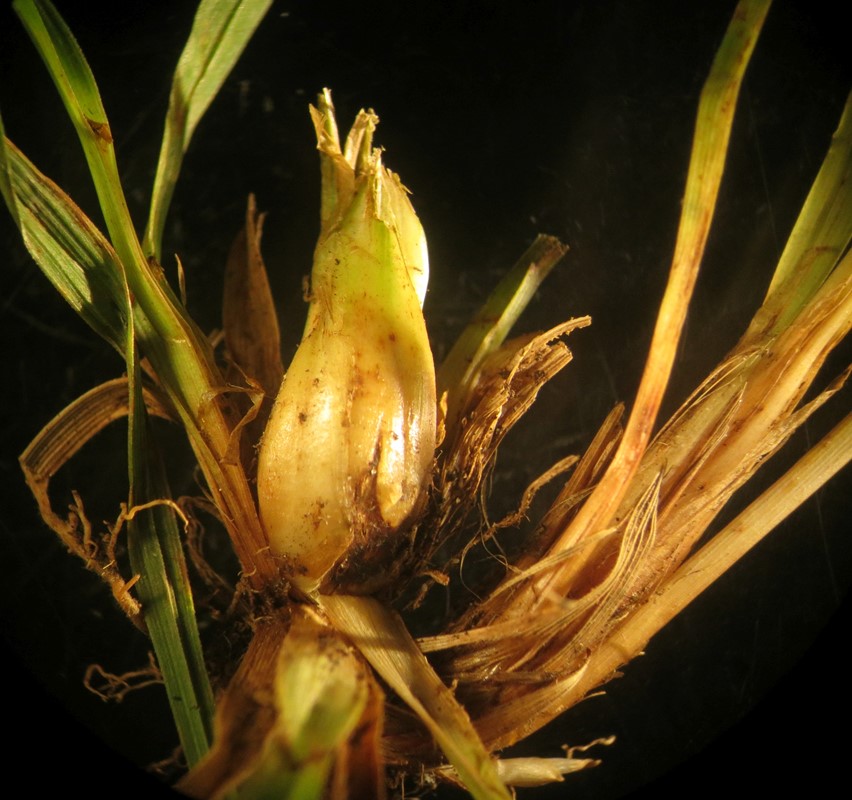 Planetella fischeri (Planetella fischeri)