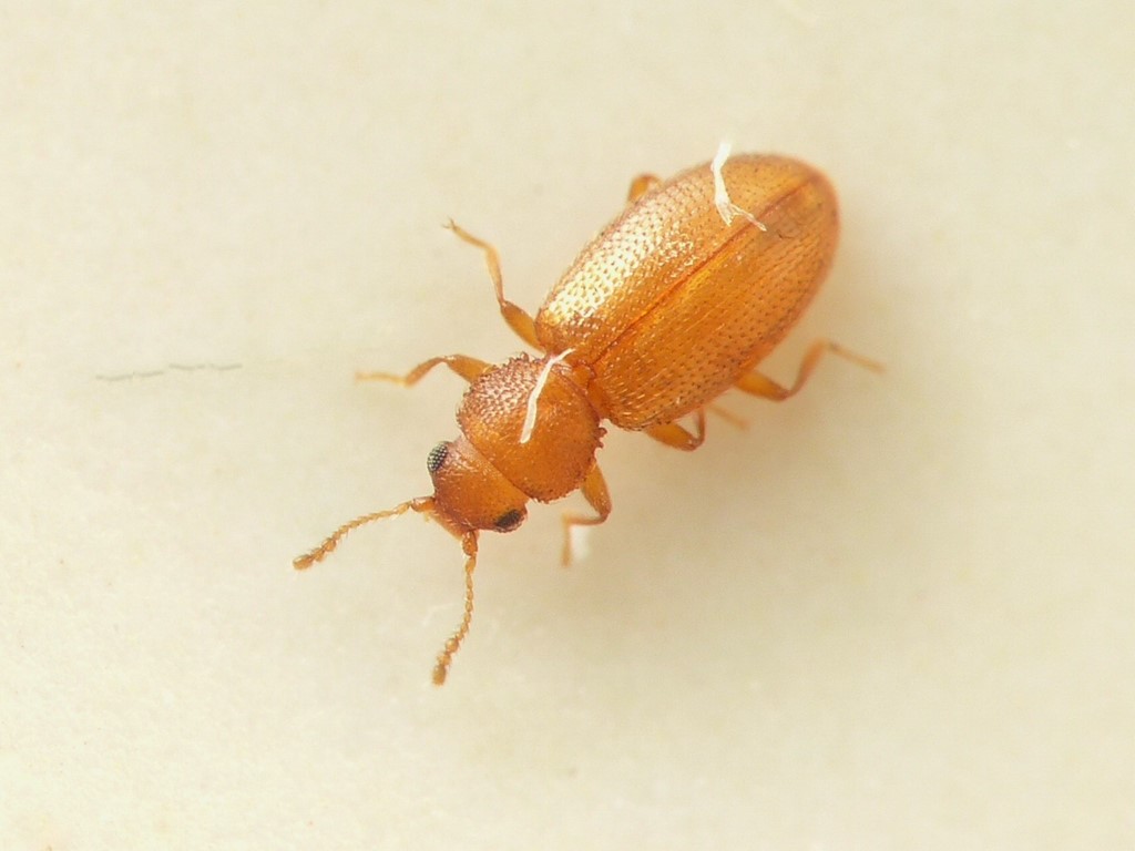 Corticaria inconspicua (Corticaria inconspicua)
